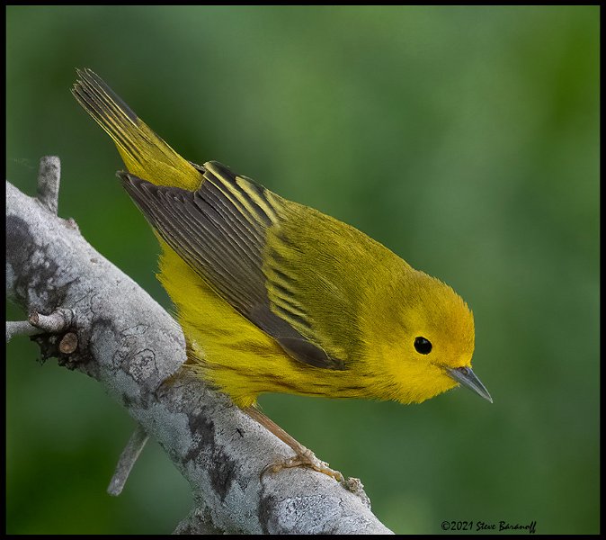 _B211039 yellow warbler.jpg